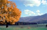 Autumn - Cades Cove Fields