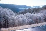 Winter - Ice Covered Trees