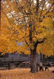 Autumn - Maple at Cable Mill