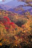 Autumn - Along Newfound Gap Road