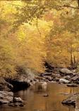 Autumn - Golden Colors Reflected in Stream