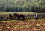 Spring - Plowing on the Mountain Farm Museum