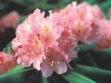 Summer - Catawba Rhododendron