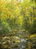 Fall Color on Kephart Prong Trail