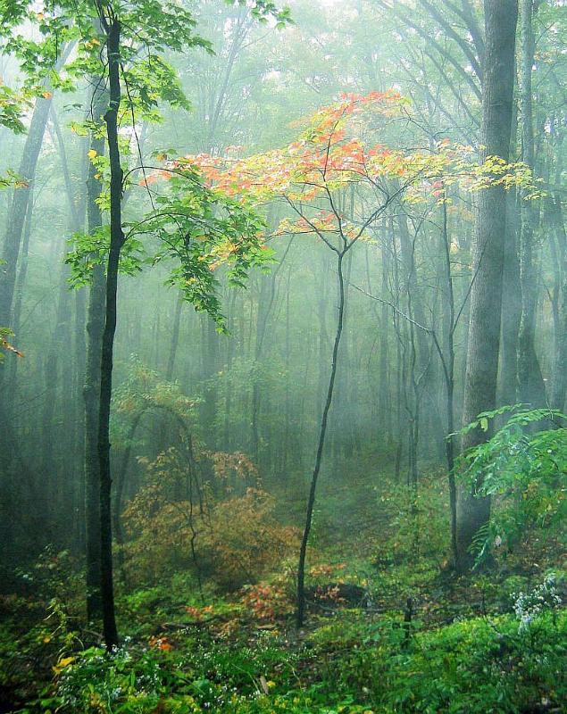 A foggy early fall day