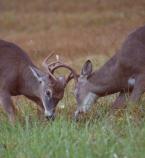 White-tailed deer spar during autumn rut in Cades Cove.