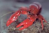 Crayfish