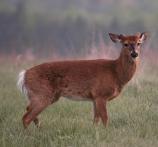 White-tailed Deer