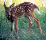 White-tailed Deer Fawn