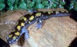 Spotted Salamander