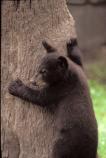 Black Bear Cub