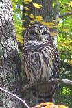 Barred Owl