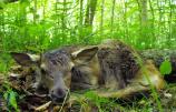 Elk Calf