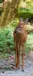 White-tailed deer fawn