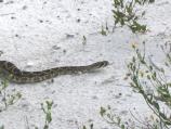 Rattlesnake