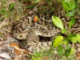 Eastern Diamondback Rattlesnake