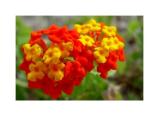 Red and yellow flowers