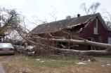 Downed Tree on Vehicle and Building