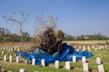 Toppled Tree and Graves