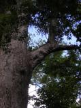 Barataria Preserve Audio Tour Stop 2