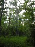Barataria Preserve Audio Tour Stop 3