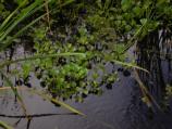 Barataria Preserve Audio Stop 4