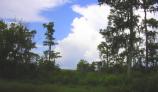 Barataria Preserve Audio Tour Stop 5