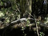 Barataria Preserve Audio Tour Stop 6