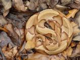 Copperhead among leaf litter.
