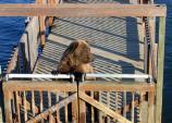 The bridge is not a safe viewing platform as bears can easily climb onto it. Continue walking until you reach the viewing platform to prevent getting stuck on the bridge by bears.