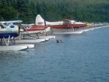 Sow with cubs lost amidst floatplanes Naknek Lake