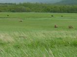 Brown bears gather in sedge meadows along the Katmai coast to gorge on spring growth before salmon arrive from the ocean.