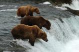 Three bears fishing for sockeye salmon on the brink of Brooks Falls.