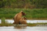 Sow with cubs
