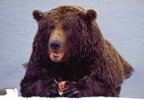 Brown Bear eating salmon