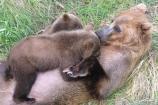 Brown bear nursing cubs