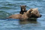 Brown bear ferries cub