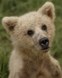 Bear Cub