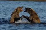 Cubs playing