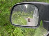 Close Encounter