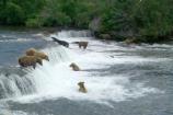 Brown bears gathering to feast on sockeye salmon