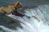 Brown bear fishing for sockeye salmon