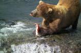 Male brown bear eating fat rich salmon skin