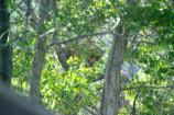 Adult brown bears can climb trees