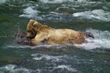 Young bear learning to catch salmon
