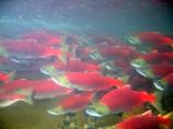 Sockeye salmon