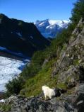 Mountain Goat