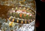 Chiton