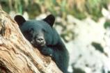 Black bear peeking around tree limb
