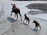 Moose on the Outwash Plain